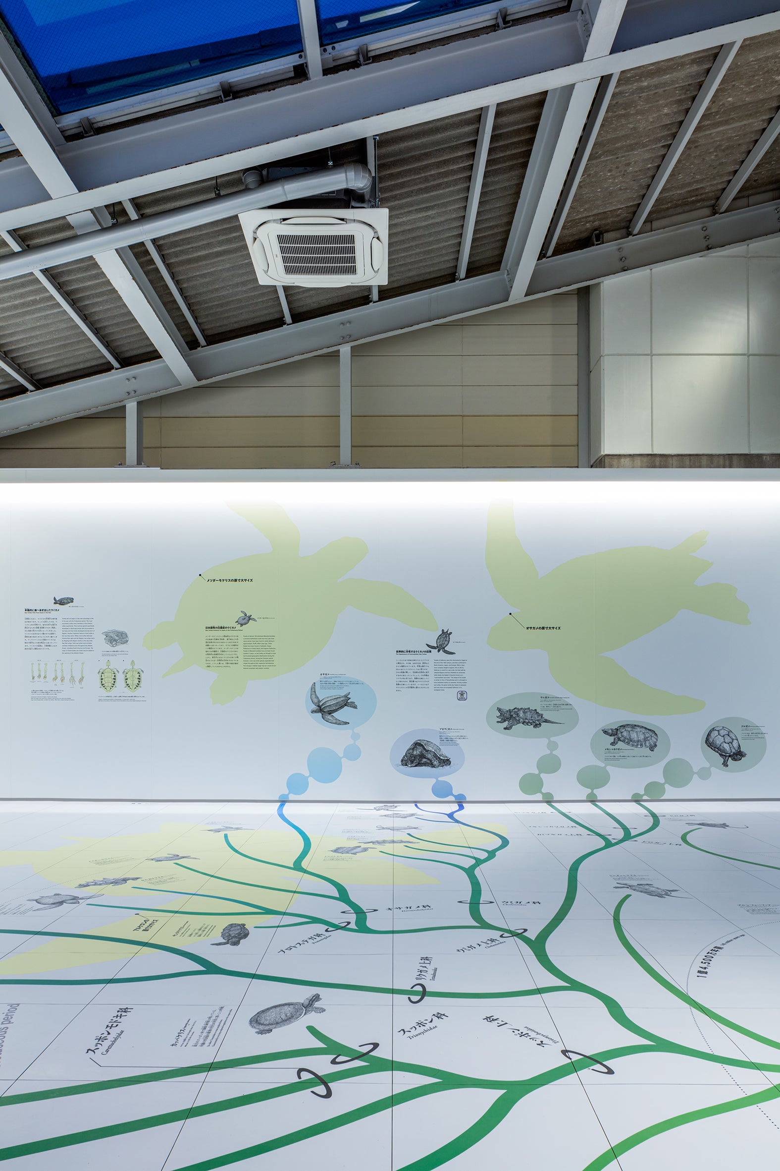 日和佐うみがめ博物館カレッタ リニューアル3